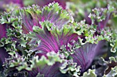 ORNAMENTAL CABBAGE