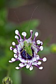 OSTEOSPERMUM MARGARITA WHITE SPOON