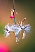 PELARGONIUM X HORTORUM RED SATISFACTION