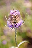 DIPSACUS FULLONUM