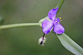 TRADESCANTIA VIRGINIANA