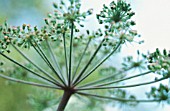 FOENICULUM VULGARE, FENNEL