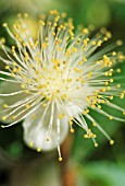 MYRTUS COMMUNIS, MYRTLE