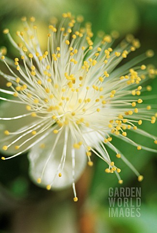 MYRTUS_COMMUNIS_MYRTLE