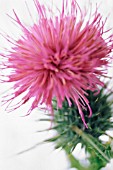 CIRSIUM VULGARE, THISTLE - SPEAR THISTLE, SCOTCH THISTLE, BULL THISTLE