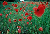 PAPAVER RHOEAS, POPPY FIELD