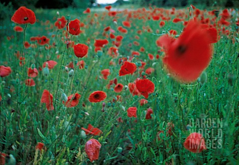 PAPAVER_RHOEAS_POPPY_FIELD