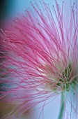 CALLIANDRA, POWDER-PUFF TREE