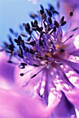 ANEMONE, ANEMONE