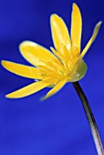 RANUNCULUS FICARIA, CELANDINE