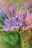 ECHIUM VULGARE, VIPERS BUGLOSS