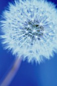 TARAXACUM OFFICINALE, DANDELION CLOCK