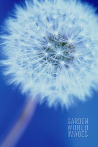 TARAXACUM_OFFICINALE_DANDELION_CLOCK