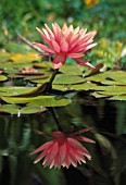 NYMPHAEA, WATER LILY