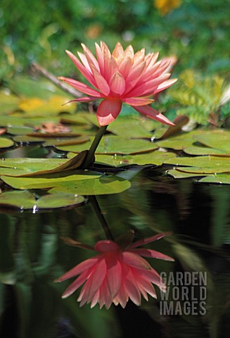 NYMPHAEA_WATER_LILY