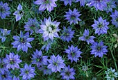 NIGELLA DAMASCENA, LOVE-IN-A-MIST