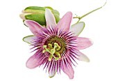 PASSIFLORA, PASSION FLOWER