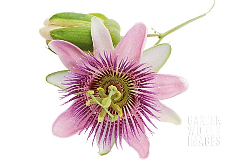 PASSIFLORA_PASSION_FLOWER