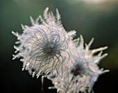 CLEMATIS VITALBA, CLEMATIS, OLD MANS BEARD