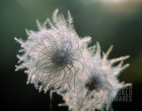 CLEMATIS_VITALBA_CLEMATIS_OLD_MANS_BEARD