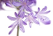 AGAPANTHUS, AGAPANTHUS