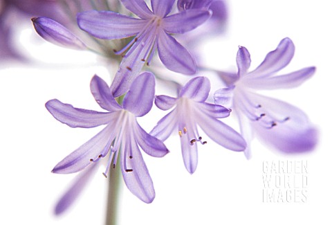 AGAPANTHUS_AGAPANTHUS