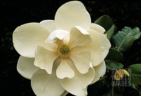 MAGNOLIA_GRANDIFLORA_MAGNOLIA