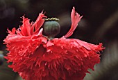 PAPAVER, POPPY