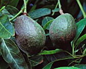 PERSEA AMERICANA, AVOCADO