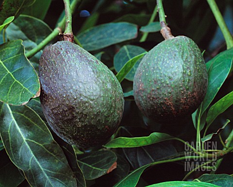 PERSEA_AMERICANA_AVOCADO