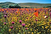 ESCHSCHOLZIA CALIFORNICA, POPPY - CALIFORNIAN POPPY