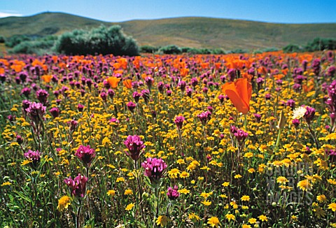 ESCHSCHOLZIA_CALIFORNICA_POPPY__CALIFORNIAN_POPPY