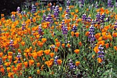 ESCHSCHOLZIA CALIFORNICA, POPPY - CALIFORNIAN POPPY