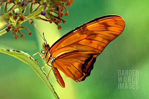 DRYAS_IULIA_JULIA_BUTTERFLY