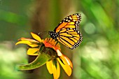 MONARCH BUTTERFLY, CLOSE UP