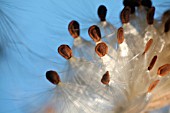 ASCLEPIAS, MILKWEED