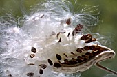 ASCLEPIAS, MILKWEED