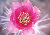 ECHINOPSIS, CACTUS