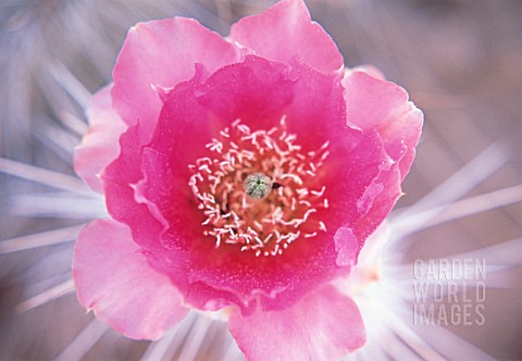 ECHINOPSIS_CACTUS