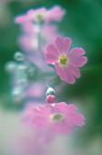 PRIMULA FRONDOSA