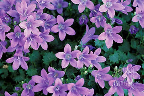 CAMPANULA_POSCHARSKYANA_CAMPANULA_BELLFLOWER