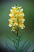 LINARIA VULGARIS, TOADFLAX