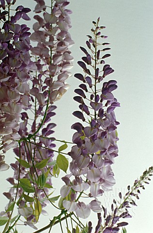 WISTERIA_WISTERIA