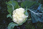 BRASSICA OLERACEA BOTRYTIS, CAULIFLOWER