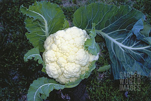 BRASSICA_OLERACEA_BOTRYTIS_CAULIFLOWER