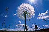 TARAXACUM OFFICINALE, DANDELION CLOCK