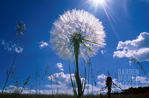 TARAXACUM_OFFICINALE_DANDELION_CLOCK