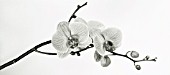 PHALAENOPSIS, ORCHID - MOTH ORCHID