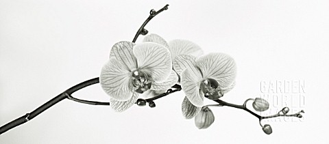 PHALAENOPSIS_ORCHID__MOTH_ORCHID