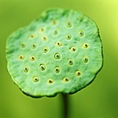 NELUMBO NUCIFERA, LOTUS - SACRED LOTUS